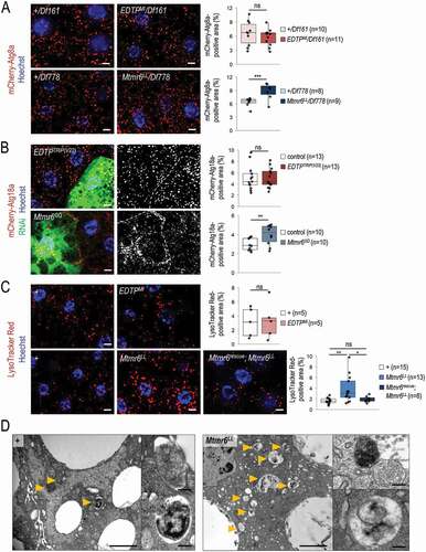 Figure 5. In starved animals, the amount of autophagic structures is not influenced by EDTP deficiency, but becomes elevated in response to Mtmr6 inactivation. (A) Mutational inactivation of EDTP in a hemizygous background (EDTPMI/Df161) does not influence the amount of mCherry-Atg8a-positive structures. In contrast, mutation in mtmr6 in a hemizygous background (Mtmr6LL/Df778) increases the number of autophagic structures relative to control. mCherry-Atg8a (red) labels forming phagophores, autophagosomes and autolysosomes. (B) Clonal silencing of EDTP in fat body cells does not influence the quantity of mCherry-Atg18a-positive early autophagic structures. Downregulation of Mtmr6 significantly enhances the number of these structures. Clonal cells (green) treated with RNAi are outlined by white dotted lines. Analysis was performed by using hsFLP; UAS-Dcr-2; r4-mCherry-Atg18a, Act<CD2< Gal4, UAS-nlsGFP animals. (C) Defects in EDTP function do not alter the number and size of acidic compartments labeled by LysoTracker Red (LTR), as compared to control. An inactivating mutation in Mtmr6 enhances the amount of LTR-positive structures, which are effectively rescued by an Mtmr6rescue clone to nearly normal levels. LTR (red) stains acidic structures including autolysosomes. (D) Ultrastructural analysis of autophagy in fat body cells under starved condition. Starvation triggers the formation of autophagic structures including autophagosomes and autolysosomes in control animals. In Mtmr6LL mutant samples, fusing autophagic structures (right up) and digesting autolysosomes with degrading materials become abundantly apparent in response to nutritional stress (right down). Arrowheads indicate autophagic structures. Scale bar: 1 µm in large images and 125 nm in small ones. In panels A-C, Hoechst staining (blue) indicates nuclei, and scale bar: 10 μm. Fluorescence microscopy images were composed of multiple optical sections. Quantifications are shown in boxplots, *: p < 0.05, **: p < 0.01, ***: p < 0.001, ns: not significant (for statistics, see the Materials and Methods section). In panels C and D, w1118 was used as a control, indicated by “+”. Fat bodies were prepared from starved animals at the third instar feeding larval (L3F) stage