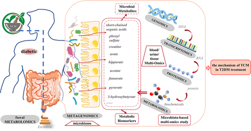 Figure 1 Application of Multi-Omics and microbiome Integration in TCM Treating T2DM. The human microbiome plays a role in the etiology and pathology of T2DM and its complications. Metabolites originating from microorganisms are potentially important compounds that mediate microbiota-host interactions in health and disease. External factors such as TCM and internal factors such as the host genome can influence microbial diversity. Changes in the microbiome later affect the metabolites that they produce. Metagenomics is suitable for determining intestinal microbiota composition, while metabolomics can find functional endpoints. Genomics obtained candidate genes related to transcriptomics, while transcriptomics obtained functional gene clusters related to disease pathogenesis. Proteomics can analyze expressed proteins and protein function in a cellular context. It will be vital to reveal the role of the microbiome in T2DM and the mechanism of traditional Chinese medicine in T2DM treatment by integrating metagenomic data and data generated by host omics in the future.