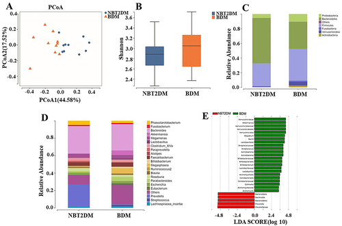 Figure 1 Gut microbiota analysis. (A) Principal coordinates analysis (PCoA) of the BDM group (n = 10) and NBT2DM group (n = 10) subjects based on unweighted UniFrac distance measures (Yellow triangles: BDM group; blue circles: NBT2DM group); (B) Shannon index of alpha diversity in the BDM group and NBT2DM group; (C) Taxonomic summary of the fecal microbiota at the phylum level and (D) at the genus level; (E) Discriminative taxa at the species level as determined by linear discriminant analysis (LDA) effect size.