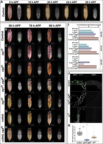 Figure 3. Degradation of the larval DT during metamorphosis is mediated by autophagy eliciting apoptosis. (A) Representative images of control pupae (btlGal4>UAS-DsRed) 0-30 h APF. Larval DT remnants in the abdomen are outlined by a red dashed line. At 30 h APF there are no visible tubular structures and scattered cells, belonging to the newly formed branches of the adult respiratory system can be detected (green arrowheads). (B-H) Representative images of pupae at extreme timepoints showing the delay or defective elimination of DT. Indicative phenotypes of pupae from (B) btlGal4>UAS-DsRed (control), (C) btlGal4>UAS-DsRed,UAS-atg1RI, (D) btlGal4>UAS-DsRed,UAS-atg8RI, (E) btlGal4>UAS-DsRed,UAS-atg1RI,UAS-atg8RI, (F) btlGal4>UAS-DsRed,UAS-atg7RI, (G) btlGal4>UAS-DsRed,UAS-miRHG and (H) btlGal4>UAS-DsRed,UAS-miRHG,UAS-atg8RI. Larval DT remnants noted in the abdomen are outlined by a red dashed line, and scattered cells from branches of the newly formed adult trachea are indicated by green arrowheads. 50 h APF, 70 h APF and 90 h APF are shown. Scale bars: 500 µm. (I) Percentage of individuals found with DT remnants at 50, 70 and 90 h APF. btlGal4>UAS-DsRed (control) n = 25, btlGal4>UAS-DsRed,UAS-atg1RI n = 24, btlGal4>UAS-DsRed,UAS-atg8RI n = 27, btlGal4>UAS-DsRed,UAS-atg1RI,UAS-atg8RI n = 22, btlGal4>UAS-DsRed,UAS-atg7RI n = 25, btlGal4>UAS-DsRed,UAS-miRHG n = 36, btlGal4>UAS-DsRed,UAS-miRHG,UAS-atg8RI n = 35. (J) Tr6 metamere dissected from pupae at 12 h APF, from btlGal4 (control), btlGal4>UAS-atg1RI,UAS-atg8RI and btlGal4>UAS-fzrRI. Apoptosis, marked by DCP1 staining was significantly reduced when autophagy was impaired by combined inhibition of Atg1 and Atg8 and when polyploidy was switched into diploidy by fzrRI. in left panels, DCP1 is labeled in green and nuclear DNA by DAPI in white. In right panels, DCP1 is shown is single channel in white. Scale bars: 50 µm. (K) Box plots show the mean intensity of DCP1 per area in btlGal4 (control), btlGal4>UAS-atg1RI,UAS-atg8RI and btlGal4>UAS-fzrRI. for the analysis of variance between groups, Welch’s ANOVA (p = 0.0001) was applied followed by Dunnett’s T3 multiple group comparison test. (alpha set at 0.05. *p < 0.01, **p < 0.001) n = 6 individuals per group. Error bars represent SD of means.