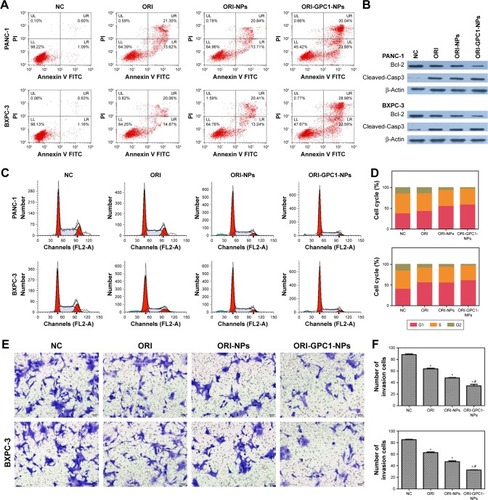 Figure 5 (A) Apoptosis assays for PANC-1 and BXPC-3 cells after different treatments. (B) Western blot assay for the expression of apoptosis-related proteins (Bcl-2 and cleaved-caspase-3) after different treatments. (C) Cell cycle analysis and (D) cell cycle rate in PANC-1 and BXPC-3 cells after different treatments. (E) Transwell migration assay and (F) number of invasion cells for PANC-1 and BXPC-3 cells after different treatments.Note: *P<0.05, for vs NC, #For vs ORI-NPs.Abbreviations: Cleaved-Casp3, cleaved-caspase-3; ORI, oridonin; ORI-NPs, Gd-ORI@HAuNCs-Cy7 nanoparticles; ORI-GPC1-NPs, GPC1-Gd-ORI@HAuNCs-Cy7 nanoparticles.