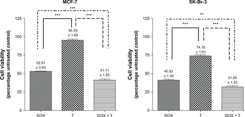 Figure 1 Cell viability in MCF-7 and SK-BR-3 cells expressed as a percentage of the untreated controls. Statistically significant differences were found between trastuzumab (T; 100 μg/mL) alone versus doxorubicin (DOX; 0.17 μM) alone and the DOX-T combination. The combination decreased cell viability more than either agent used alone in both cell lines.