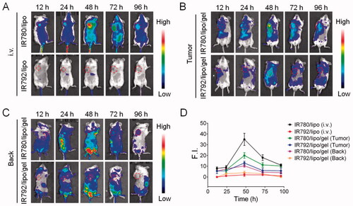 Figure 2. In vivo fluorescence imaging and biodistribution of photosensitizers in CT-26 tumor-bearing mice. (A) In vivo dye fluorescence images in CT-26 tumor-bearing mice at different time after intravenous injection (i.v.) of IR780/lipo and IR792/lipo. In vivo dye fluorescence images in CT-26 tumor-bearing mice after topically application of IR780/lipo/gel and IR792/lipo/gel onto the tumor (B) and the back (C) of mice. (D) F.I. of IR780 and IR792 in the tumors. Data are presented as the means ± SD (n = 3).