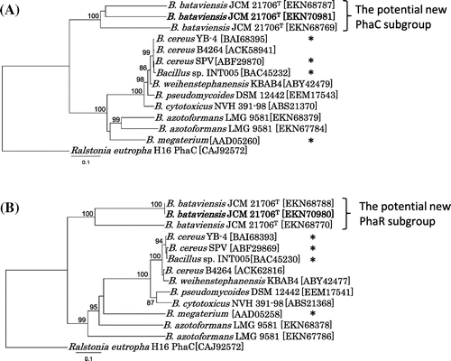 Fig. 3. Phylogenetic trees of (A) PhaC proteins and (B) PhaR proteins from Bacillus species. B. megaterium,Citation14) B. cereus YB-4,Citation11) INT005,Citation13) and SPVCitation15) marked with asterisks are previously known PhaRC proteins.