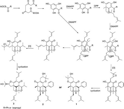 Scheme 1. Putative biosynthetic pathway of 1–3.