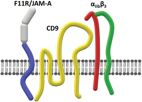 Figure 3. Interaction of F11R/JAM-A with αIIbβ3. Monomeric F11R/JAM-A interacts with αIIbβ3 via tetraspanin CD9.