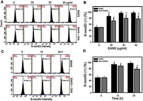 Figure 9 Effect of ethyl acetate extract of N. ventricosa x sibuyanensis (EANS) on 8-oxo-2ʹ-deoxyguanosine (8-oxodG)-based DNA damage of oral cancer cells. (A) 8-oxodG graphs of different concentrations of EANS treatments in oral cancer cells. Ca9-22 cells were pretreated with or without N-acetylcysteine (NAC) (2 mM, 1 hr) and posttreated with EANS (0 (untreated control), 20, 30, and 40 μg/mL, 24 hrs), ie, NAC+EANS vs EANS. 8-oxodG-positive population is marked as 8-oxodG (+). (B) Statistics of 8-oxodG change in Figure 9A. Different treatments were compared with each other. Treatments without the same labels (a–d) indicate the significant difference. p<0.05~0.0001. (C) 8-oxodG graphs of time course of EANS treatments in oral cancer cells. Ca9-22 cells were pretreated with or without NAC and posttreated with EANS (40 μg/mL, 0, 12, and 24 hrs). (D) Statistics of 8-oxodG change in Figure 9C. Treatments without the same labels (a–c) indicate the significant difference. p<0.05~0.0001. Data, mean ± SD (n=3).