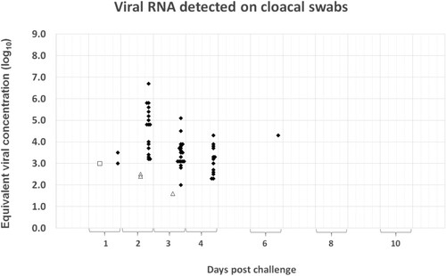 Figure 4. Summary of the quantitative PCR results obtained on cloacal swabs during the 10-d monitoring period after challenge. The Cp-values recorded in the assay were converted to equivalent viral concentration using a standard graph constructed from 10-fold dilutions of the challenge material. Results from the Zoetis RG-H5N1 group are represented by white circles, the Benchmark-H5N8 group by white squares, the Benchmark-H5N1 group by white triangles and those of the placebo group by black diamonds.