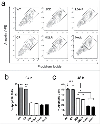 Figure 4. Only the expression of tetrameric p53 species induces rapid apoptosis in p53-null cells (Annexin V+, PI+ cells). (A) Representative flow cytometric plots of apoptosis in H1299 cells expressing p53 variants. (B) Apoptotic populations measured at 24 hours and (C) 48 hours. Each histogram bar represents the mean value ± SD (n = 3), *p ≤ 0.05, **p ≤ 0.01 and ***p ≤ 0.001.