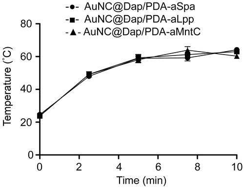 Figure 5. Temperature profile as a function of AuNC@PDA formulation. Temperature was recorded in samples consisting of a colonised catheter in 500 μL of a 0.4 nM suspension of the indicated AuNC formulation in BFM. Temperature was recorded in the absence of irradiation (0 min) and after irradiation, with readings taken at 2.5 min intervals through 10 min. The experiment was repeated 6 times with each AuNC formulation. Results are shown as the average ± the standard error of the mean (SEM).