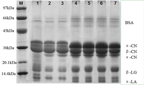 Figure 7. Sodium dodecyl sulphate–polyacrylamide gel electrophoresis (SDS-PAGE) bands of milk protein concentrate 80 (MPC80). M=molecular weight standard (ku); Lanes 1-7= SPP–SPS (50:50), SCS–SPS (50:50), SCS–SPP (50:50), control, SCS, SPP and SPS, respectively.