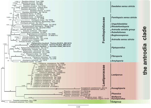 Figure 2. ML tree of Piptoporellus and related genera in the “Antrodia clade” inferred from a combined data set of 5.8S+28S+18S+TEF1. The tree was rooted with two species from the Polyporaceae. Branches are labeled with ML bootstrap values >50% and BPP values >0.95. Branches in bold indicate a support of PP ≥0.95 and boostrap ≥70%. An asterisk above a bold branch indicates 100% bootstrap and 1.0 PP. The branch with a double-slash is shortened. Clade names follow Han et al. (Citation2016)