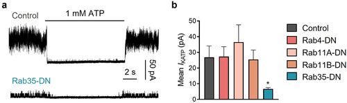 Figure 1. Of the four Rab GTPases related to endocytic recycling, only Rab35-DN (dominant negative mutant) reduces KATP current amplitude. (a) Representative inside-out current traces in control and Rab35-DN groups recorded from HEK293 cells transfected with Kir6.2/SUR2A. The presence of 1 mM ATP is indicated. (b) Summary of mean KATP currents of all control and four dominant negative Rab GTPases (Rab4-DN, Rab11a-DN, Rab11b-DN, Rab35-DN). n ≥ 18 current traces in each group. *P < 0.05 vs. the control group determined by one-way ANOVA followed by the Holm-Sidak’s analysis.