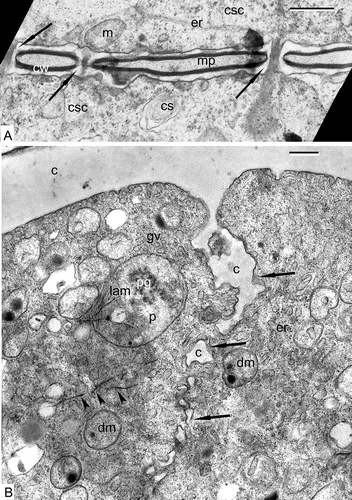 Figure 1. Pre-tetrad stages in Chamaedorea microspadix. A. Sporogenous cells are connected with cytomictic channels (arrows). The walls (cw) of adjacent cells are separated by a middle plate (mp). The cytoplasm of sporogenous cells (csc) contains cisternae of ER (er), mitochondria (m), and hydrolytic vacuoles (cytosomes, cs). B. The end of cytokinesis. Deposition of callose (c) between the cells (arrows). Golgi vesicles (gv), tubular ER (er), large plastids (p) with plastoglobules (pg) and lamellar systems (lam), double-membrane organelles (dm) with dark-contrasted inclusions (probably other generation of small plastids or dedifferentiated mitochondria), osmiophilic filaments in the cytoplasm (arrowheads) are recognisable in the cytoplasm. Scale bars – 0.5 μm.