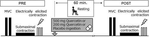 Figure 1. Schematic overview of the experimental protocol. MVC, maximal voluntary contraction; PRE, before ingestion; POST, 60 min after ingestion.