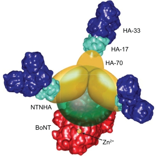 Figure 1 Arrangement of components in botulinum toxin type D complex. Botulinum toxin is highlighted in red, the nontoxic, nonhemagglutinin protein in green, three HA-70 in yellow, six HA-33 in blue, and three HA-17 in cyan. The catalytic zinc ion in botulinum toxin is indicated by the orange circle and the arrow. Copyright© 2009 The American Society for Biochemistry and Molecular Biology. All rights reserved. Reproduced with permission from Hasegawa K, Watanabe T, Suzuki T, et al. A novel subunit structure of Clostridium botulinum serotype D toxin complex with three extended arms. J Biol Chem. 2007;282:24777–24783.Citation13