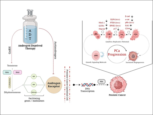 Figure 2 Sequential progression of prostate cancer pathogenesis and the intersection of ADT in the pathology.