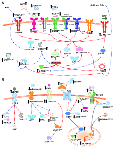 Figure 1. Signaling pathways in the development of esophageal adenocarcinoma. Both receptor tyrosine kinase (A) and non-receptor tyrosine kinase (B) signaling pathways have been implicated in the progression of Barrett esophagus to esophageal adenocarcinoma. Black up or down arrows indicate changes in expression (usually at the protein level), Pol indicates gene polymorphism implicated in disease, Mut indicates gene mutation (usually activating), Amp indicates gene amplification, LOH indicates loss of heterozygosity, and Met indicates promoter methylation. Blue (dotted) arrows indicate effects on expression, red (dashed) arrows indicate effects on activity, gray (solid) arrows indicate translocation. ROS, reactive oxygen species.