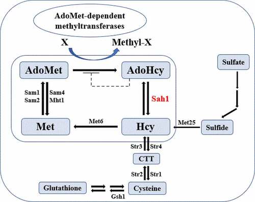 Figure 1. Model of the methionine cycle in yeast. Sah1 is marked in a red font