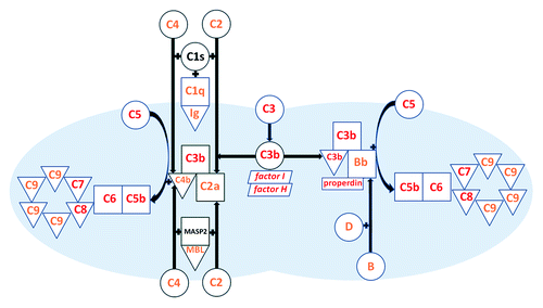 Figure 1. The complement system as it pertains to meningococcus. Triangles represent factors bound to or within the bacterial surface; squares/rectangles represent factors that are bound to other factors; circles represent circulating factors; parallelograms represent factors that support serum levels by inhibiting complement activation on host cells (factor I and factor H). Factors associated with recurrent meningococcal infection are shown in red; those associated with meningococcal infection, but not with recurrent infection, are shown in orange. Abbreviations: MBL, mannose binding lectin; MASP2, mannose binding lectin-associated serine protease-2; Ig, immunoglobulin.