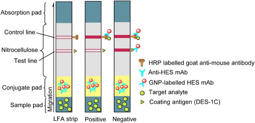 Figure 7. The principle of immunochromatographic strip inhibition assay format. A test is positive when a sample with target analyte is loaded on the sample application pad and ﬂows through the strip to produce a colored line only in the control zone. On the other hand, a negative test occurs when a sample with or without target analyte is loaded on the sample application pad and ﬂows through the strip to produce colored lines in both control zone and testing zone.