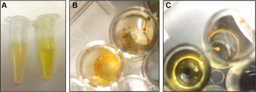 Figure 3 (A) Enhanced solubility of curcumin observed in a solution of curcumin-loaded amphiphilic nanoparticles (right) compared with solid insoluble curcumin in water (left). (B) Lyophilized powder of the resulting solution and (C) redissolution of the lyophilized powder in water.