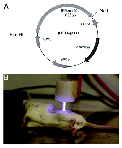 Figure 1. (A) DNA vaccine plasmid map of the pVAX-based CMV promoter-driven JRFLgp120 expression vector. (B) Method of helium plasma delivery to the skin of a BALB/c mouse. Plasma generator was operating at +8kV. The afterglow was captured with a 30 sec exposure.