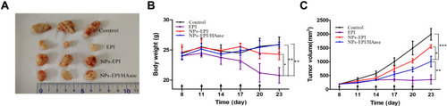 Figure 7 The changes of tumor volume and mice body weight during the construction of the tumor penetration model. (A) Photographs of tumors harvested from different groups on day 23. (B) Body weight changes in mice following different treatments within 23 days. (C) Tumor volume changes in time of mice treated with saline, EPI, NPs-EPI and NPs-EPI/HAase. The formulations were given on days 8, 11, 14, 17 and 20 at a dosage of EPI was 3 mg/kg while the concentration of HAase combined with micelles was 3 mg/mL. Black arrows represent the time of injection. Data represent the mean±SD (n=3). *P<0.05, **P<0.01, ***P<0.001.