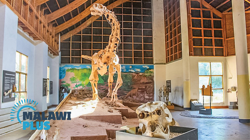 Figure 2. Malawisaurus. Source- Cultural and Museum Center Karonga.
