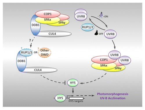 Figure 1. A model for the organization of protein complexes under photomorphogenic UV-B. Upon UV-B irradiation, UVR8 switches from dimer to monomer, and directly interacts with COP1 to form UVR8-COP1-SPA complexes, which promote the stability and activity of HY5. HY5 positively regulates downstream transcriptional responses so as to facilitate UV-B-induced photomorphogenesis and acclimation. On the other hand, the CUL4-DDB1 E3 apparatus, which releases the COP1-SPA core complexes sequestered by UVR8 monomers, might recruit alternative DWD proteins such as RUP1/RUP2 to repress UV-B-induced photomorphogenesis. Once the UV-B irradiation is removed, RUP1 and RUP2 mediate the redimerization of UVR8. Solid lines indicate direct effects, while dotted lines represent indirect regulation. Question marks denote the hypothesis, which awaits further investigation.