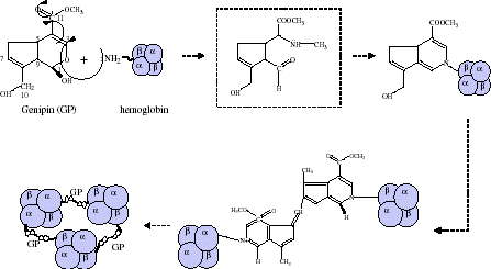 Figure 7. Presumable mechanism of hemoglobin polymerization by genipin. (View this art in color at www.dekker.com.)