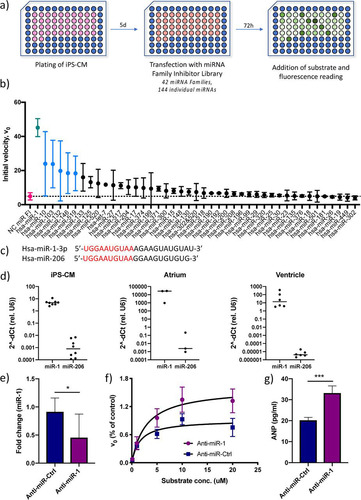 FIG 2 Identification of miR-1 as a regulator of cardiac serine protease activity and ANP biogenesis. (a) Overview of the screening procedure. (b) Initial reaction velocity (V0) for each miRNA family inhibitor ranked according to effect. Data for miRNA inhibitors that caused a statistically significant difference in V0 (P < 0.05 using Student’s t test) are shown in blue, and data for the only inhibitor whose results remained significant after adjusting for multiple comparisons (q < 0.05, using the false discovery rate approach), miR-1, are shown in green. Data for cells transfected with a negative-control (NC) miRNA family inhibitor are shown in red. Results are based on two separate screenings with two technical replicates each. (c) RNA sequences for the two miRNA-1 family members, miR-1-3p and miR-206, with the seed sequence shown in red. (d) Expression of miR-1-3p and miR-206 relative to that of U6 RNA in iPS-CM and human cardiac tissue specimens of atrial and ventricular origin, measured by qRT-PCR (n = 3 to 6). (e) Expression of miR-1 in iPS-CM transfected with LNA antisense inhibitor anti-miR-1 analyzed by qRT-PCR. Data are expressed relative to the results for U6 RNA and normalized to the mean value of the control cells (anti-miR-Ctrl). *, P < 0.05, using Student’s t test. Data are derived from three separate experiments. (f) Michaelis-Menten saturation curves for iPS-CM transfected with anti-miR-1 or scrambled control anti-miRNA. Results are based on three separate experiments. (g) Concentrations of ANP in the supernatants of iPS-CM transfected with anti-miR-1 or scrambled control anti-miRNA measured by enzyme-linked immunosorbent assay (ELISA). ***, P < 0.001, using Student’s t test. Data are derived from three separate experiments.