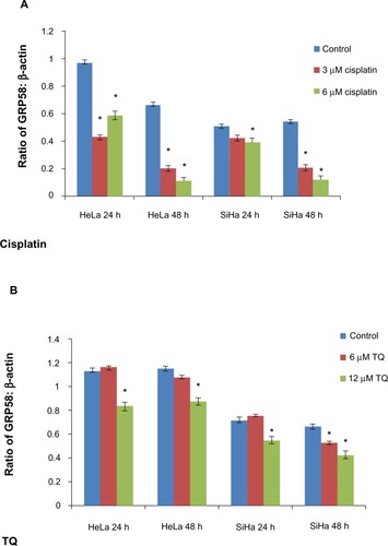 Figure 5 GRP58 levels in HeLa and SiHa cell lines following treatment with cisplatin (A) and thymoquinone (B).