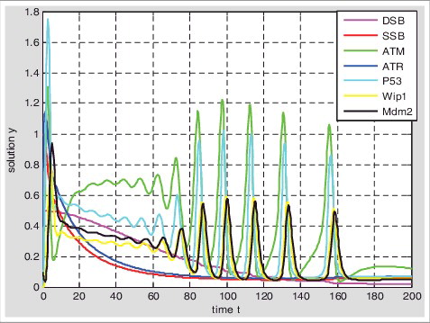 Figure 3. Simulations of DNA damage repaired response based on hybrid Model II. Setting the initial value of single-stranded damage is 1 and double-stranded damaged is 0.5.With the activation of p53(blue) the single strand breaks(red) and double-strand breaks(pink) were repaired competitively.