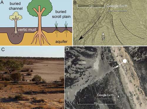 Figure 11. The unconfined aquifer can influence landforms and plant communities; Goyder Lagoon, Stony Domes landscape zone. (a) Conceptual model: root penetration through the floodplain muds is influenced by palaeotopography’s effect on depth of burial. (b) Lignum swamp channel geometry is normally reticulate to dendritic (top left), but can be aligned to flow direction (arrow) or influenced by aquifer subcrop (dashed lines); −26.72° 138.99°. (c) View from dune top (foreground, below white dashed line) across lagoon plain. The boundary between vegetated (upper left) and unvegetated (upper right) plain is not a result of structures that modify grazing pressure. (d) Satellite image of the location (dot, on orange dune) and view direction (arrow) of the photo shown in (c). The unvegetated area (pale grey) is a buried channel; top left, curved traces of a buried scroll plain. Near Yelpawaralinna Waterhole (−27.12°, 138.70°); after Wakelin-King (Citation2017).