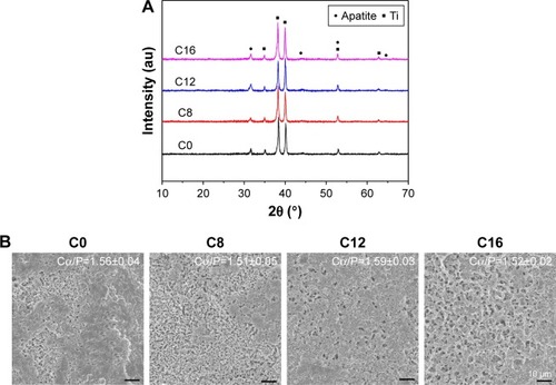 Figure 5 (A) XRD patterns of apatite formed on various coatings soaked in SBF for 14 days. C0, HA coating; C8–C16, differently CHA coatings and (B) SEM images, inset data of Ca/P molar ratio.Abbreviations: CHA, carbonated hydroxyapatite; HA, hydroxyapatite; SBF, simulated body fluid; SEM, scanning electron microscopy; Ti, titanium; XRD, X-ray diffraction.