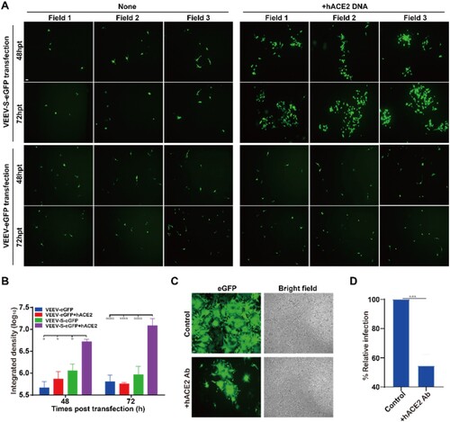 Figure 4. Cell-cell fusion and syncytium formation induced by VEEV-SARS-CoV-2-S-eGFP is hACE2-dependent. (A) GFP detection of the VEEV-SARS-CoV-2-S-eGFP transfected naïve BHK-21 cells or BHK-21 cells pre-transfected with hACE2 cDNA. BHK-21 cells were transfected with pCAGGS-hACE2 plasmid by the FuGENE® HD Transfection Reagent one day before the transfection of VEEV-SARS-CoV-2-S-eGFP RNA. The cell-cell fusion was presented by the expression of GFP at 48 and 72 hpt under a ﬂuorescent microscope. The VEEV-eGFP transfected naïve BHK-21 cells or BHK-21 cells pre-transfected with hACE2 cDNA were used as a negative control. The length of the scale bar (displayed in a white line segment) represents 50 μm. Two independent experiments were performed and 3 fields in one representative experiment are presented. (B) Quantification of GFP fluorescence intensity. The integrated fluorescence intensity in panel A was quantified by ImageJ software. Data represent the mean ± standard deviation of 3 fields in the representative experiment. Statistical analysis was performed with two-way ANOVA and the asterisks denote statistical differences between the indicated groups. *p < 0.05; ****p < 0.0001. (C) Detection of GFP expression and syncytium formation in VEEV-SARS-CoV-2-S-eGFP cells in the presence of anti-human ACE2 antibody (hACE2 Ab). 1 × 105 VEEV-SARS-CoV-2-S-eGFP cells and 2 × 105 naïve Vero-E6 cells were co-seeded per well in a 12-well plate in the presence of 10 μg/ml of hACE2 Ab, and imaged by a ﬂuorescent microscope at 18 h post incubation. The cells without treatment were used as a control. The length of the scale bar (displayed in a white line segment) represents 50 μm. Two independent experiments were performed in duplicate, and one representative experiment is presented. (D) Calculation of GFP fluorescence intensity. At 18 h post treatment, the aggregate fluorescence intensity in 169 fields of view (cover almost the whole well) per well in a 12-well plate with or without hACE2 Ab was read by a PerkinElmer high content screening system and represented by the relative infection ratio (defining no-antibody treatment as 100%). Data represent the mean ± standard deviation of duplicate measurements in a representative experiment. Statistical analysis was performed with unpaired t-test and the asterisks denote statistical differences between the indicated groups. ***p < 0.001.