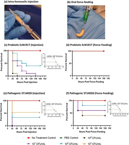 Figure 1. Key results from the G. mellonella challenge assays. (a) Larval inoculation via intra-hemocelic injection. (b) Larval inoculation via oral force-feeding. Kaplan Meier Survival curves showing the effects of inoculating various concentrations of the EcN1917 via (c) Injection (d) Force-feeding (survival remained at 100% in treatment groups) and ST14028 via (e) Injection (f) Force-feeding. For each bacterial strain and route of inoculation, all controls (No treatment and PBS) and concentrations (108, 107, 106 and 105 CFU/mL) were tested. All differences in survivability between treatment groups were significant (p-value < 0.01), (Mantel-Cox log-rank test). (n = 5 per treatment group, 2 Biological replicates). Dose-response curves, with the lethal dose to 50% of the larval population, have been presented.