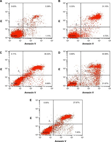 Figure 9 Effect of curcumin-induced apoptosis in HepG2 cells exposed to various formulations for 24 hours.Notes: (A) Control, (B) curcumin suspension, (C) curcumin-loaded albumin nanoparticles, (D) curcumin-loaded albumin nanoparticles surface-functionalized with GA, and (E) GA + curcumin-loaded albumin nanoparticles surface-functionalized with GA.Abbreviations: GA, glycyrrhetinic acid; PI, propidium iodide.