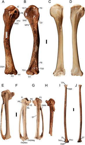 Fig. 5. Humeri (A–D), carpometacarpi (E–H) and radius (I, J) of eagle-sized accipitrids from Australia. Dynatoaetus pachyosteus. Holotype left humerus SAMA P41517 in A, caudal and B, cranial view, extant Aquila audax left humerus FUR 125 in C, cranial and D, caudal view, E, Dynatoaetus gaffae left carpometacarpus in ventral view, Cryptogyps lacertosus left carpometacarpus (Green Waterhole) in F, ventral and G, dorsal view; D. pachyosteus carpometacarpus from Victoria Fossil Cave in H, ventral view, C. lacertosus (Green Waterhole) radius in I, ventral and J, dorsal view. Abbreviations: CB, crista bicipitalis; CD, crista deltopectoralis; CH, cotyla humeralis; CV, condylus ventralis; DL, depressio ligamenti; DR, depressio radialis; DSH, dorsal sulcus humerotricipitalis; FADMaj, facies articularis digitalis major; FADMin, facies articularis digitalis minor; FAH, facies articularis humeralis; FAR, facies articularis radialis; FAU, facies articularis ulnaris; FB, fossa brachialis; FI, fossa infratrochlearis; FO, fossa olecrani; FPV, fossa pneumaticum ventralis; FS, fossa supratrochlearis; IC, incisura capitis; MPS, m. pectoralis scar; MSC, insertion of m. scapulohumeralis cranialis; OMM, os metacarpale minus; PA, processus alularis; PE, processus extensorius; PF, processus flexorius; PP, processus pisiformis; SLT, sulcus lig. transversus; SNC, sulcus nervi coracobrachialis; ST, sulcus tendineus; TAV, tuberculum aponeurosis ventralis; TBR, tuberculum bicipitalis radialis; TD, tuberculum dorsalis; TSD, tuberculum supracondylare dorsale; TSV, tuberculum supracondylare ventrale; VS, ventral sulcus. Scale bars 10 mm.