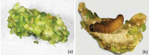Figure 4. Protective case (a), inner portion of the case with hydrophobic larva (b) (Photos by F. Mariani)