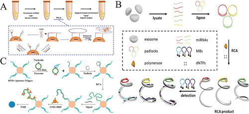 Figure 10 (A) Working principle of the proposed RCA strategy for exo-miRNA detection. Reprinted from Sun X, Chen J, Lang JL. Sensitive detection of exosomal miRNA for cardiovascular diseases with target initiate proximity ligation assay (TIPLA). Microchem J. 2020;158:105193.Citation98 (B) Schematic illustration of RCA signal amplification strategy for multiple exo-miRNAs. Reprinted from Wang ZL, Zong SF, Liu Y, et al. Simultaneous detection of multiple exosomal microRNAs for exosome screening based on rolling circle amplification. Nanotechnology. 2021;32(8):085504.Citation99 (C) Schematic diagram of RCA induced dual signal amplification platform for exosomes detection. Reprinted from Li C, Zhou MY, Wang HY, et al. Rolling circle amplification assisted dual signal amplification colorimetric biosensor for ultrasensitive detection of leukemia-derived exosomes. Talanta. 2022;245:123444.Citation100