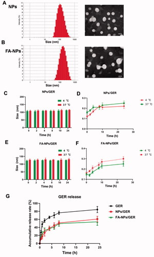 Figure 1. Physicochemical characterization of nanoparticles. (A) Size distributions and TEM images of NPs. (B) Size distributions and TEM images of FA-NPs. (C) In vitro stability of NPs/GER at 4 °C or 37 °C. (D) Serum stability of NPs/GER at 4 °C or 37 °C. (E) In vitro stability of FA-NPs/GER at 4 °C or 37 °C. (F) Serum stability of FA-NPs/GER at 4 °C or 37 °C. (G) In vitro release profiles of GER, NPs/GER, and FA-NPs/GER at 37 °C in PBS. Data represent mean ± SD (n = 3).