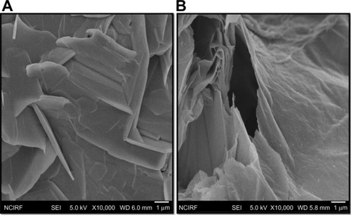 Figure 6 SEM images of GO and GE-rGO.Note: Representative SEM images of GO (A) and GE-rGO (B) dispersions at 500 μg/mL.Abbreviations: GE, Ganoderma extract; GO, graphene oxide; GE-rGO, GE-reduced GO; SEM, scanning electron microscopy.