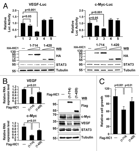 Figure 6. HIC1 C-terminal domain is important to suppress VEGF and c-Myc gene expression and cell growth (A) Reporter gene activity of MDA-MB 231 cells transfected with indicated reporter along with increasing amounts of HIC1 WT or (1–420) mutant. Error bars represent the mean ± SD (n = 3). Western blots show the expression levels of HIC1 WT and (1–420) mutant in samples. (B) Real-time qPCR and western analyses of VEGF and c-Myc mRNAs and protein levels from MDA-MB 231 cells infected with lentivirus expressing Flag-tagged HIC1 WT or (1–420) mutant. Error bars represent the mean ± SD (n = 3). (C) Cell growth analysis of MDA-MB 231 cells infected with indicated lentivirus expression constructs for 24 h and incubated for 5 d and followed by MTT assays. Error bars represent the mean ± SD (n = 3).