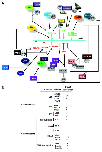 Figure 3. Model of ER-mediated epigenetic response in ER target genes. (A) Schematic representation of action of coactivators and corepressors. (B) Direct and indirect interactions of ERα with epigenetic related proteins.