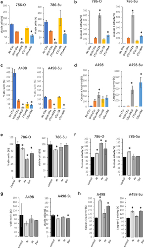 Figure 3. Viability of 786-su and A498-su following different treatments. cell viability (a) and caspase 3 activity (b) following treatment with axl inhibitor (R498), MAPK inhibitor (SB203835) and AMPK activator (metformin) in 786-O and 786-su cells. Cells were treated for 24 hours. Cell viability (c) and caspase 3 activity (d) following treatment with axl inhibitor (R498), MAPK inhibitor (SB203835) and AMPK activator (metformin) in A498 and A498-su cells. Cell viability (e) and caspase activity (f) in 786-O and 786-su in a co-culture experiment with cytotoxic T cells using 3 PD-L1 blocking antibodies (20 mg/mL; IFNγ; avelumab, atezolizumab, and durvalumab). Cell viability (g) and caspase activity (h) in A498 and A498-su in a co-culture experiment with cytotoxic T cells using 3 PD-L1 blocking antibodies (20 mg/mL; IFNγ; avelumab, atezolizumab, and durvalumab).