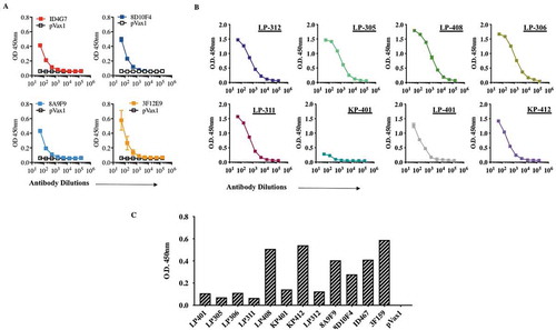 Figure 4. Binding characteristics of Zika-mAbs IgG s and avidity to Zika-Env.