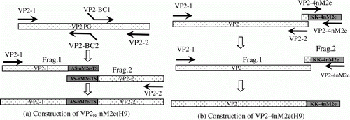 Figure 1.  Schematic diagram of the construction of the VP2BCnM2e(H9) and VP2-4nM2e(H9) chimaeric genes. 1a: Two amino acids, PG, in the PBC domain of IBDV VP2 proteins were mutated and inserted with one copy of nM2e combined with amino acids AS and TS as linker by fusion PCR with corresponding oligonucleotides. 1b: Four copies of nM2e with linker KK fusion to the carboxy terminus of IBDV VP2 by fusion PCR with corresponding oligonucleotides.