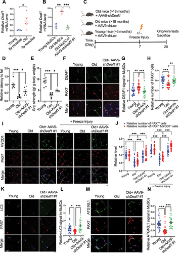 Figure 7. Modulation of Deaf1 expression levels restores muscle functions in old muscles. (A–B) Deaf1 mRNA is increased in aging MuSCs. RNA extracts from thorax of young (age: 1 week) or old (age: 6 weeks) flies (A) as well as isolated MuSCs from young (age: ~3 months) or old (age: 18 months) soleus muscles with or without AAV9-shDeaf1 injection (B) were subjected to qPCR analysis. (C) Flow chart showing the schema of mouse experiment using AAV9. (D–E) Expression of shDeaf1 improves muscle function during aging. Young (~3 months) or aged (>18 months) C57BL/6J mice were intravenously injected with AAV-shLuc (control) or AAV9-shDeaf1 and subjected to the wire hanging (D) and grip strength (E) tests on day 20. (F–L) Reduction of Deaf1 expression increases autophagy and MuSC regeneration in aging muscles. Immunostaining of soleus muscles from young or aged mice with or without freeze injury using anti-DEAF1 (green) (F), anti-MYOD1 (green) (I), anti-LC3 (green) (K), anti-ATG16L1 (green) (M), and anti-PAX7 (red) antibodies on day 20 post AAV9-mediated transduction. DEAF1 (G), PAX7 (H and J), PAX7− MYOD1+ (J), LC3 (L), and ATG16L1 (N) signals in MuSCs were quantified. Scale bar: 10 µm.